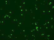 TREM proteins and reagents for targeted immunotherapy