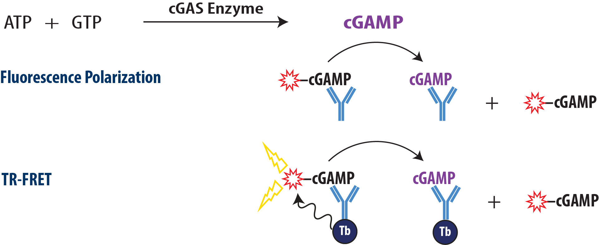 Overview Transcreener cGAMP Assay