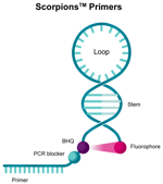 Scorpions™ Primers