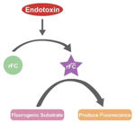 ACROBiosystem's SAFENSURE™ Recombinant Factor C Endotoxin Detection Kit