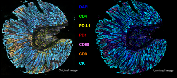 TissueFAXS Spectra: Multispectral Tissue Cytometer