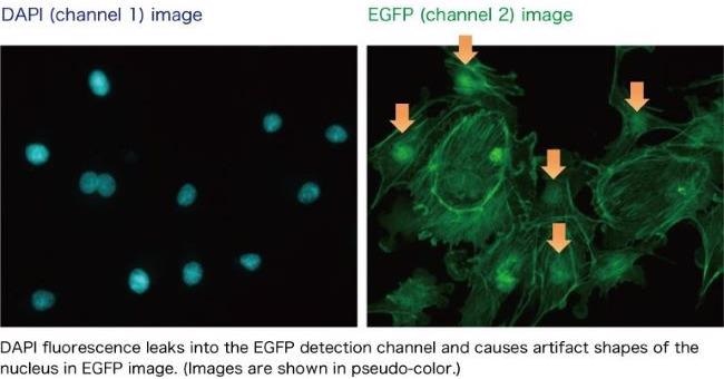 Confocal MEMS unit for fluorescence imaging