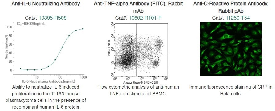 Pro and anti-inflammatory cytokines in chronic inflammation