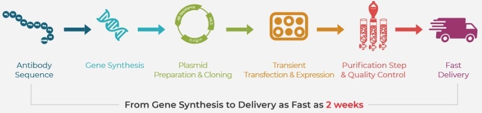 High throughput (HT) gene to antibody platform-TurboCHO