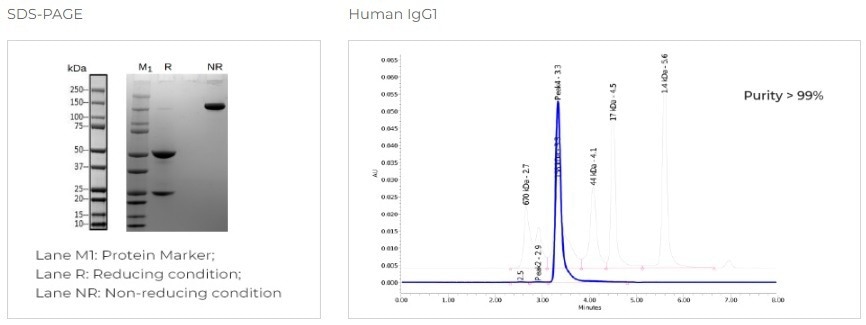 High throughput (HT) gene to antibody platform-TurboCHO