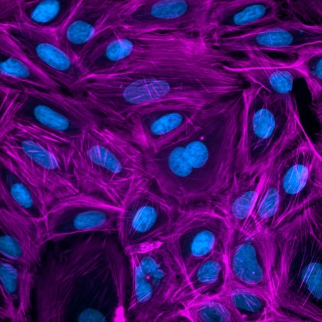 Scalable ImageXpress Confocal HT.ai High-Content Imaging System