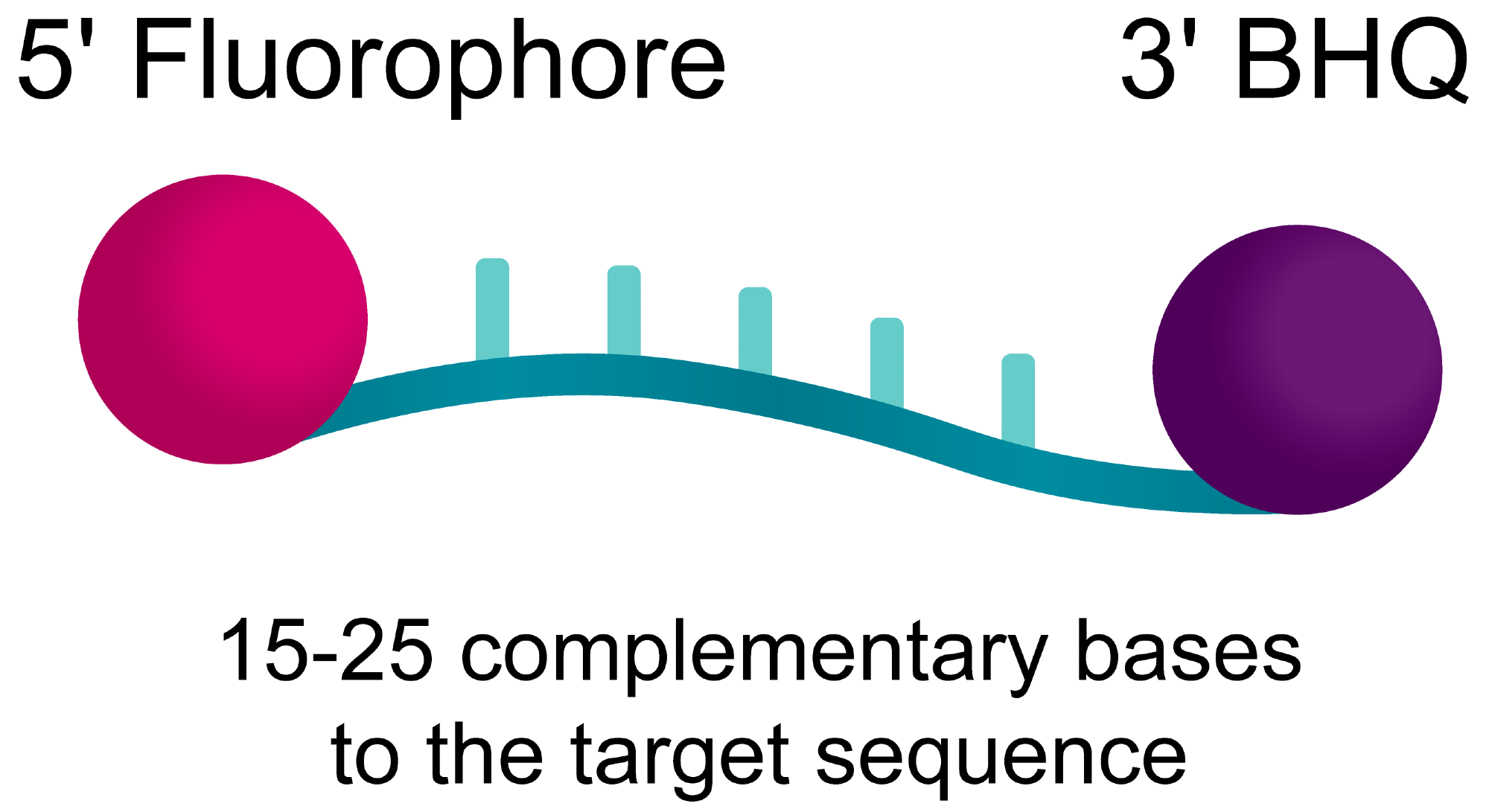 BHQplus™ probes: Dual-labeled, hydrolysis probes for qPCR
