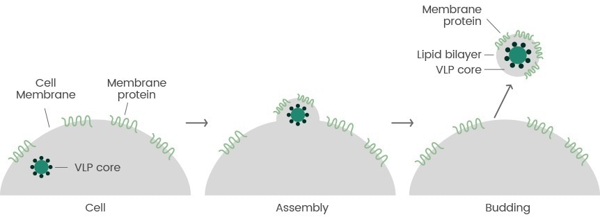 Development platforms: Multi-pass transmembrane proteins