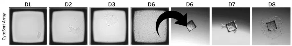Discover CellRaft AIR® System to maintain cells in an unperturbed state