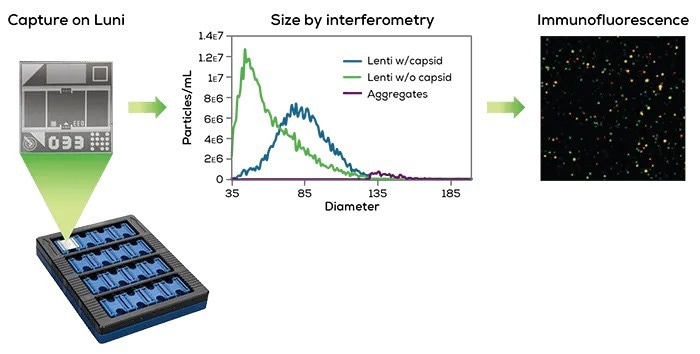 Introducing Leprechaun, a lentivirus titer