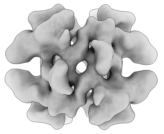 Transthyretin resolved to 4.6 Å at 100 keV.