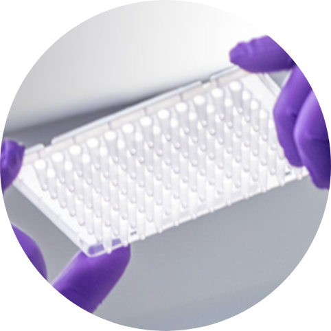 96-Well Plate.