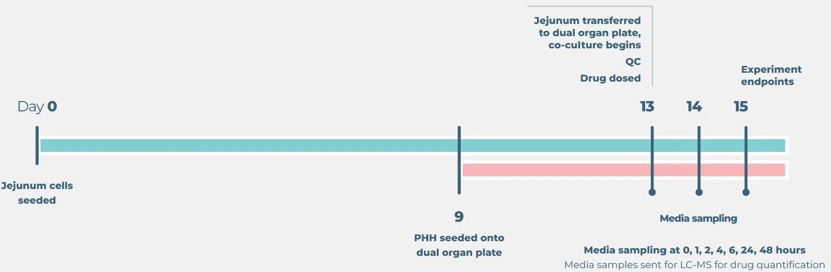Standard gut/liver drug bioavailability cell culture timeline