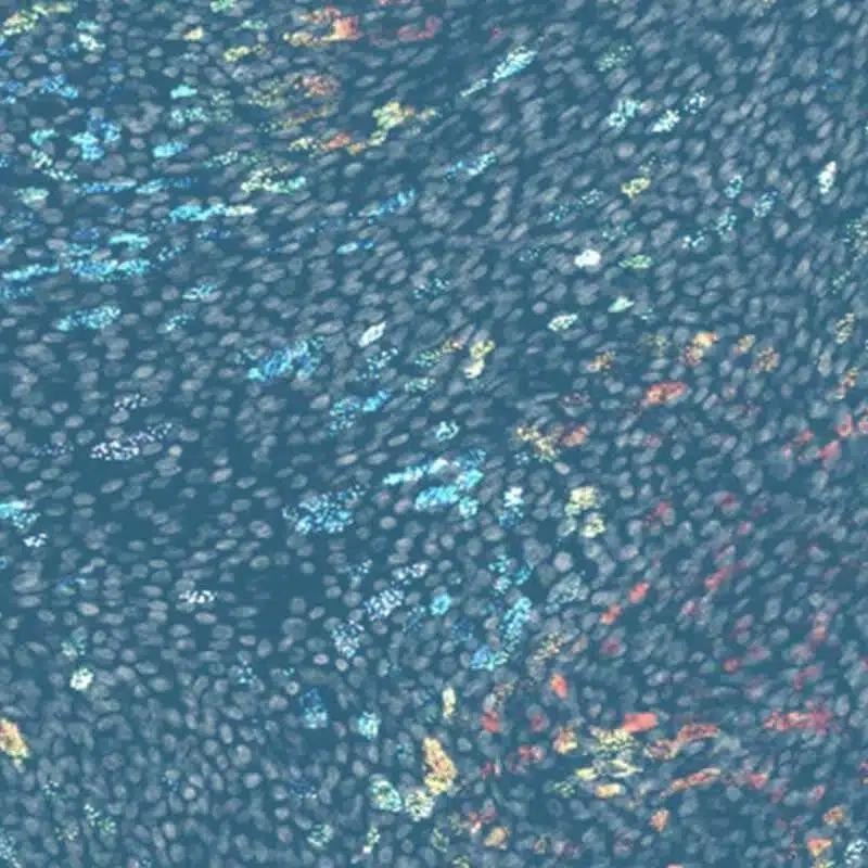 Drug bioavailability