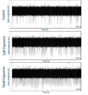 axoCells Sensory Neurons demonstrating response to 1 µM and 10 µM capsaicin at 22 days, measured on the Axion Maestro Pro multi-electrode array (MEA) system. I