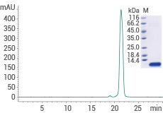 ≥ 95 % as determined by SDS-PAGE and SEC-HPLC