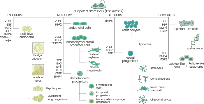 Schematic overview of cytokines involved in ESC/iPSC differentiation.