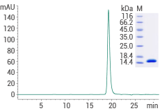 High-purity: ≥ 95 % as determined by SDS-PAGE & SEC-HPLC.