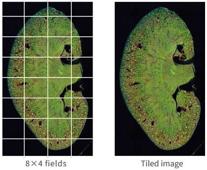 Optimizing cell imaging processes with CellPathfinder