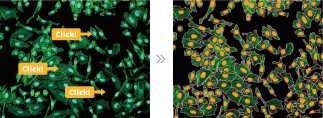 Optimizing cell imaging processes with CellPathfinder