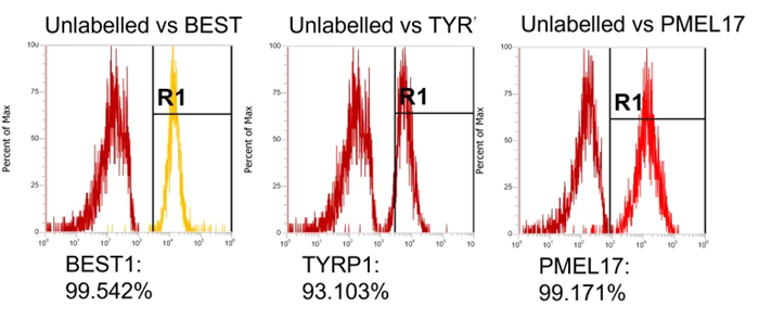 Protein expression of RPE cells using flow cytometry after TEER plateaued. PMEL17 – a protein which is expressed in melanosome precursors (>95% expression). TYRP1 – is expressed in mature RPE and is located in melanosomes (>85% expression). BEST1 – is a Ca2+-regulated chloride channel and is a critical for normal phagocytotic function (>98% expression)