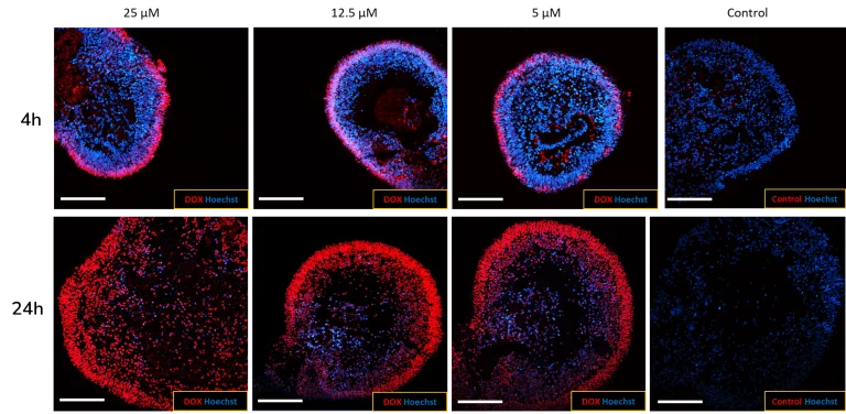 (A) Newcells’ human iPSC-derived retinal organoids are permeable to small molecules. The penetration of doxorubicin, a naturally fluorescent small toxic molecule (red), into the retinal organoids increases over time (4 h to 24 h) demonstrating the permeability of the organoids to drugs.