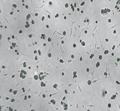 Co-culture monitoring