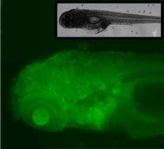 Zebra Fish Observation