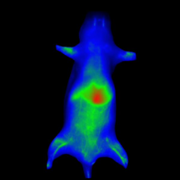 Fluorescent Nanoprimer Distribution After IV Injection in Mouse