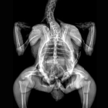 Chicken X-Ray.