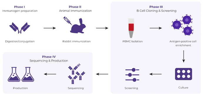 Anti-idiotype antibody solutions for immunoassay development