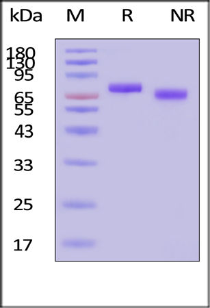 High-quality GMP human IL-12 protein