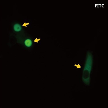 FITC-labeled dextran solution