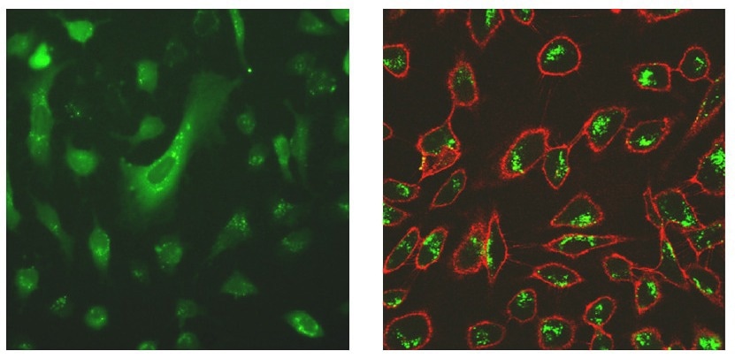 Optimized intracellular protein delivery with PULSin® technology