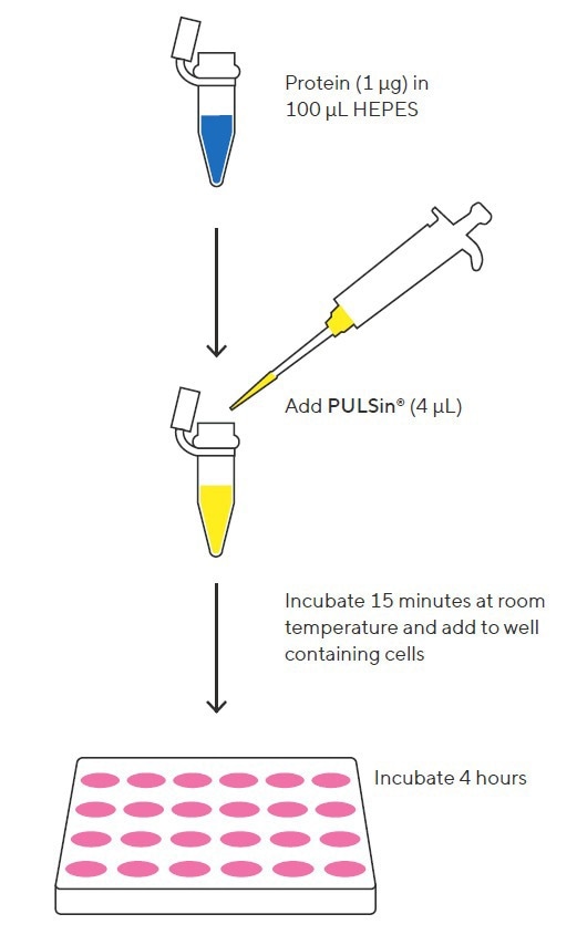 Optimized intracellular protein delivery with PULSin® technology
