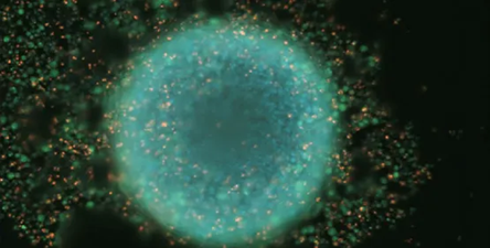 Automated cell culture with CellXpress.ai™