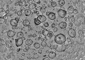 Highly reproducible 3D ready organoids