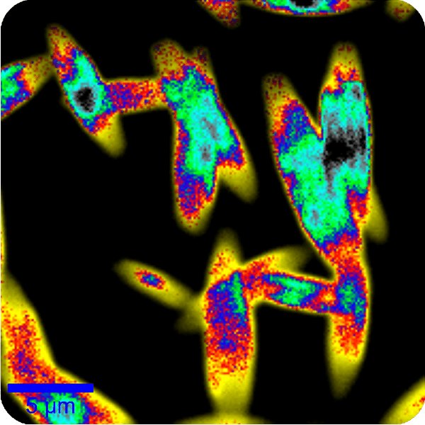 What makes the WITec360 Raman microscope the benchmark for correlative microscopy?