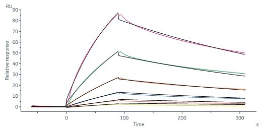 Human TL1A, His Tag (Cat. No. TLA-H5243) captured on CM5 chip via anti-His antibody can bind Human DR3 Protein, Fc Tag (Cat. No. DR3-H5253) with an affinity constant of 1.15 µM as determined in a SPR assay (Biacore 8K) (Routinely tested)