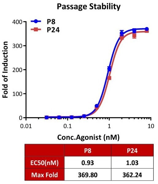 Passage stability analysis by Signaling Bioassay.</i><i> The continuously growing Human GLP-1R (Luc) HEK293 Reporter Cell was stimulated with serial dilutions of Tirzepatide (a dual GLP-1R and GIPR agonist). Tirzepatide stimulated response demonstrates passage stabilization (fold induction and EC50) across passage 8-24