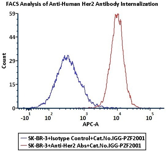 Anti-Her2 Abs and Human IgG1 isotype control were labeled with Antibody Internalization Detection Reagent (Cat. No. IGG-PZF2001). SK-BR-3 cells were treated with Anti-Her2 Abs-Internalization Detection Reagent conjugate and Isotype control-Internalization Detection Reagent conjugate separately for 2 hours, then analysis by Flow cytometric. APC signal was used to evaluate the activity (Routinely tested)