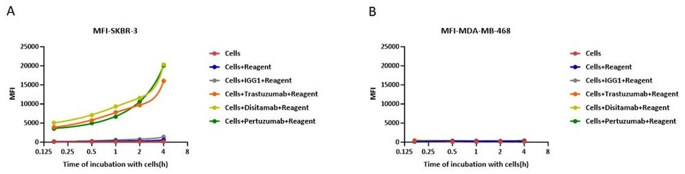 In the assessment of ADC efficacy using the Antibody Internalization Detection Reagent (ACROBIOsystems, Cat. No. IGG-PZF2001) with HER2-positive SK-BR-3 cells and HER2-negative MFI-MDA-MB-468 as target cells; (A) Prolonged co-incubation of HER2-targeting antibodies with HER2-positive SK-BR-3 cells enhanced antibody internalization. (B) whereas no internalization was observed in HER2-negative MFI-MDA-MB-468 cells
