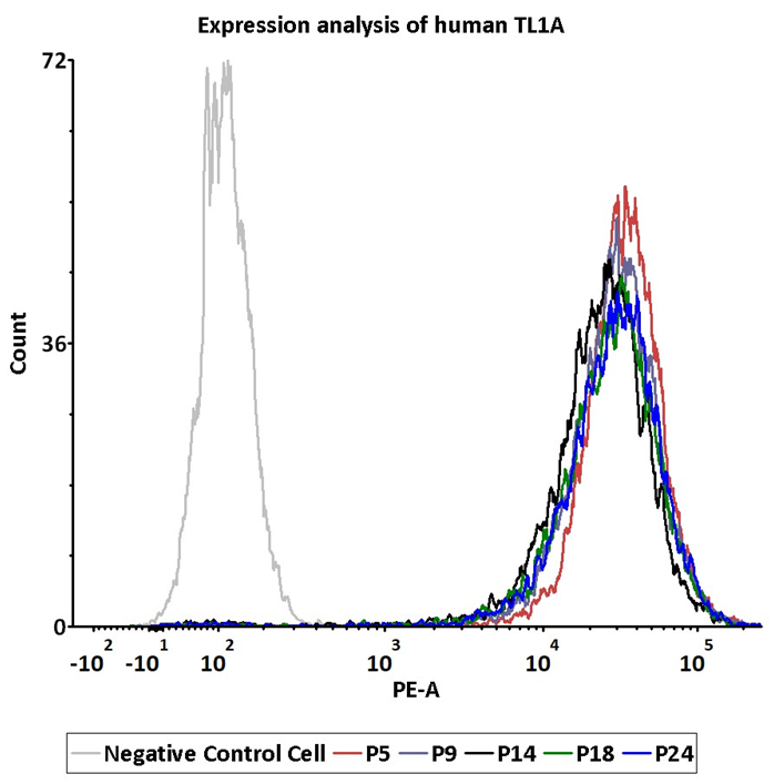 Passage stability analysis of human TL1A expression by FACS. Flow cytometry surface staining of human TL1A on HEK293/Human TL1A Stable Cell Line demonstrates consistent mean fluorescent intensity across passage 5-24.