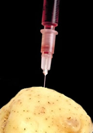 Genetically engineered potatoes offer new hope in the fight against the Hepatitis B Virus (HBV), an acute sometimes fatal form of viral hepatitis caused by a DNA virus that persists in the blood serum and is transmitted by sexual contact or by transfusion or by ingestion of contaminated blood or other bodily fluids