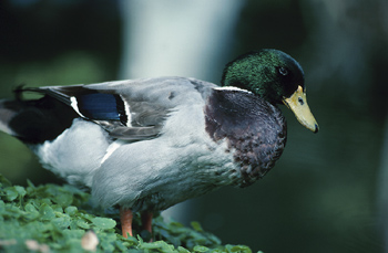 The team studied mallard ducks and tested the ducks in the laboratory in order to establish if ducks could possibly play a role in spreading further outbreaks.
