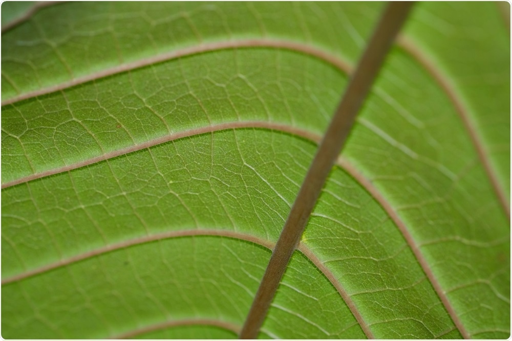 Leaf of the kratom plant.