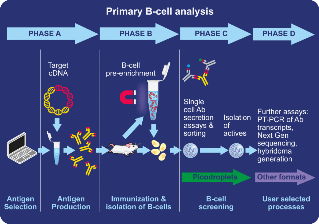 Antibody discovery workflow