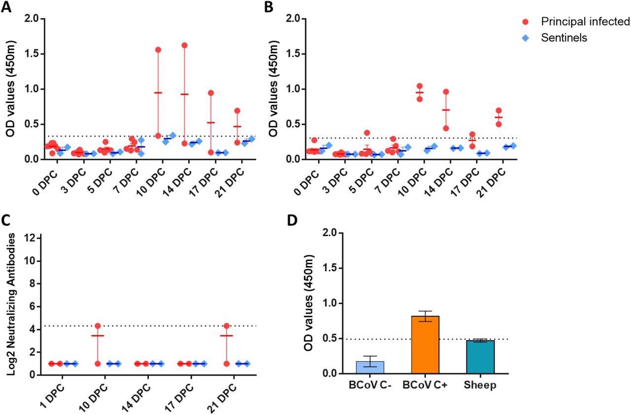 Serology of SARS-CoV-2 infected sheep. Detection of SARS-CoV-2 nucleocapsid protein (A), and the receptor binding domain (B) by indirect ELISA tests. The cut-off was determined by averaging the OD of negative serum + 3X the standard deviation as indicated by the dotted line. All samples with resulting OD values above this cut-off were considered positive. (C) Virus neutralizing antibodies detected in serum are shown as log2 of the reciprocal of the neutralization serum dilution. Sera were tested starting at a dilution of 1:20 which is indicated by the dotted line. (D) Sera from principal infected (n=8) and sentinel sheep (n=2) were tested against the bovine coronavirus (BCoV) spike protein using an indirect ELISA; both, positive (C+) and negative (C-) bovine control sera were included. The cut-off was determined by averaging the OD of negative serum + 3X the standard deviation as indicated by the dotted line. A-D: Mean with SEM are shown.