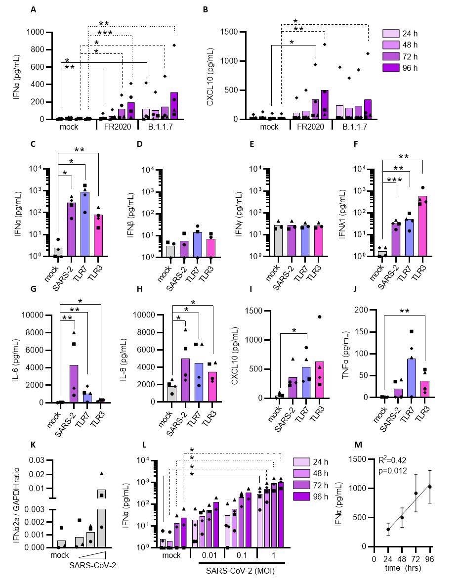 Plasmacytoid DCs can sense SARS-CoV-2 and induce an inflammatory response. pDCs were either mock treated or exposed to the SARS-CoV-2 FR2020 early Wuhan-like strain or the SARS-CoV-2 alpha variant B.1.1.7 (0.1 MOI). Supernatants were collected at indicated time points and the production of type I IFNα (A) and CXCL10 (B) was quantified. The FR2020 strain was used in subsequent experiments where pDC were either mock treated (mock, grey), exposed to SARS-CoV-2 at 1 MOI (SARS-2, purple), TLR7 (2.5 μg/mL R837, blue) or TLR3 agonist (800 ng/mL poly(I:C), pink). Supernatants were collected after 24 hrs and analyzed for type I IFNα (C), IFNβ (D), type II IFNγ (E), type III IFNλ1 (F), IL-6 (G), IL-8 (H), CXCL10 (I) and TNFα (J) expression by ELISA. To evaluate the cytokine response to viral titers and exposure duration, pDCs were exposed to increasing viral inoculums (MOI of 0.01, 0.1 and 1) and IFNα2a mRNA expression was quantified at 24 hrs (K) and IFNα protein secretion at 24, 48, 72 and 96 hrs (L). Graph depicting simple linear regression of IFNα protein with time of exposure (M). Bars and lines represent mean values and symbols represent individual pDC donors (n=3-4). Equal symbols represent equal donors (A-B and C-L). Statistical significance was determined using the ratio paired student T test and compared the treated condition with the time point-matched mock condition (A-L) and simple linear regression (M). *<p0.05, **<p0.01 ***<p0.001.