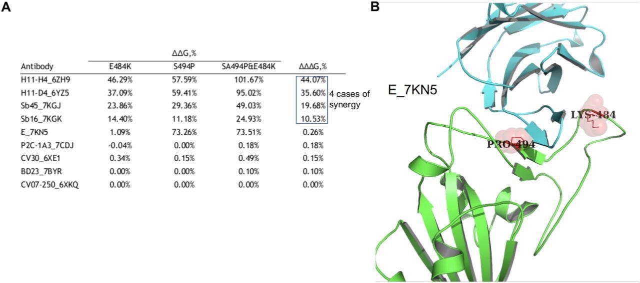Escape effects of the E484, S494P mutations and their combination. The ΔΔG values indicates relative increase in binding energy compared to the wild type structure as inferred from the FoldX calculations. The ΔΔΔG indicates the minimum difference between the ΔΔG of the double mutation and any of the two single point mutations. The large the value - the large the synergy (A). The structure of the antibody and receptor binding domain of the S protein complex which was affected by the S494P mutation most significantly (PDB ID: 7KN5) (B).